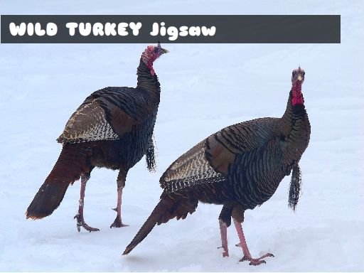 Wild Turkey Jigsaw World