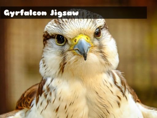 Gyrfalcon Jigsaw Arena