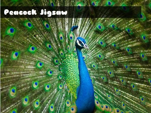 Peacock Jigsaw Race