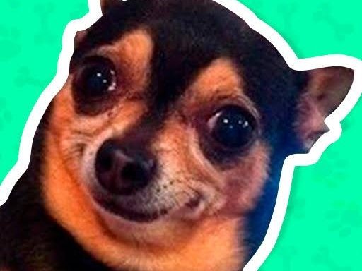 What meme dog are you ? Legends