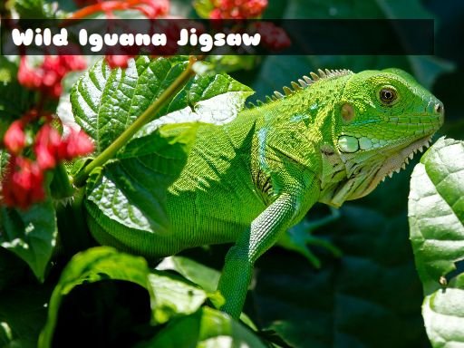 Wild Iguana Odyssey